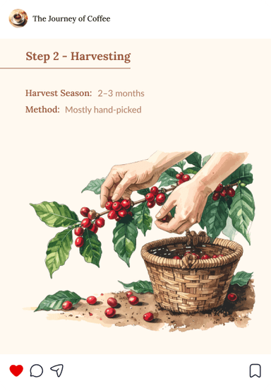 Instagram Post - Harvesting