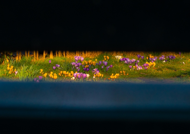 The Loneliness of Park Benches 5